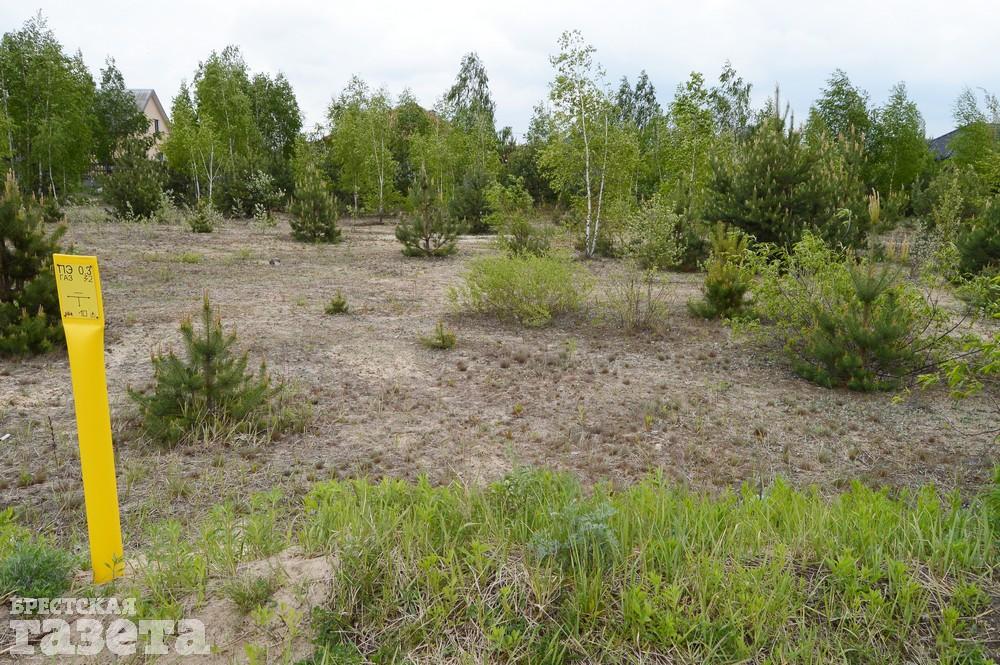 Как сейчас выглядит место в Бресте, где собираются строить «Скандинавское предместье». Фото: