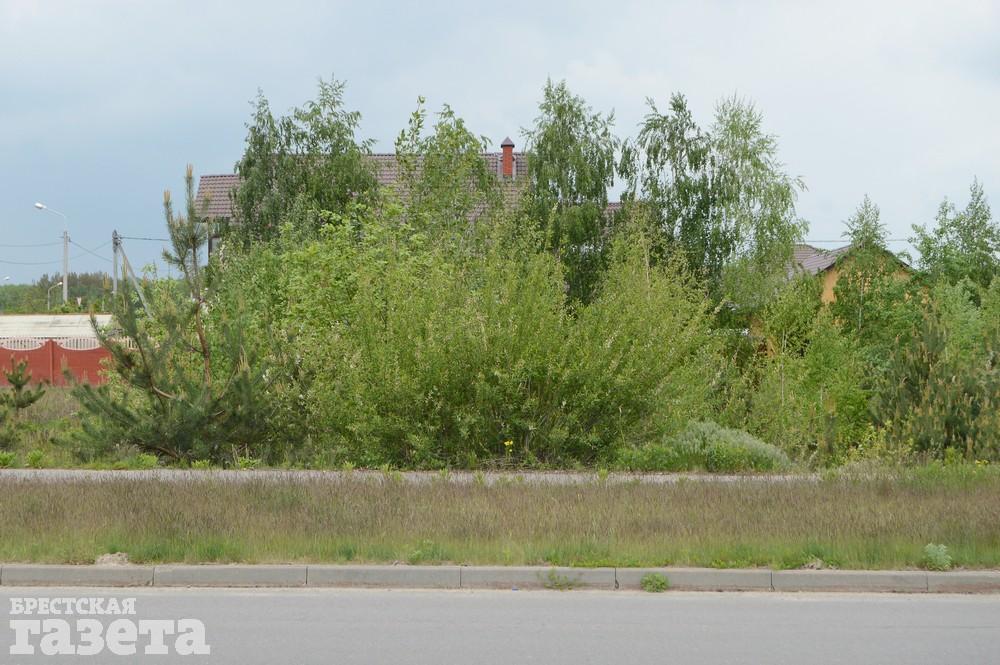 Как сейчас выглядит место в Бресте, где собираются строить «Скандинавское предместье». Фото: