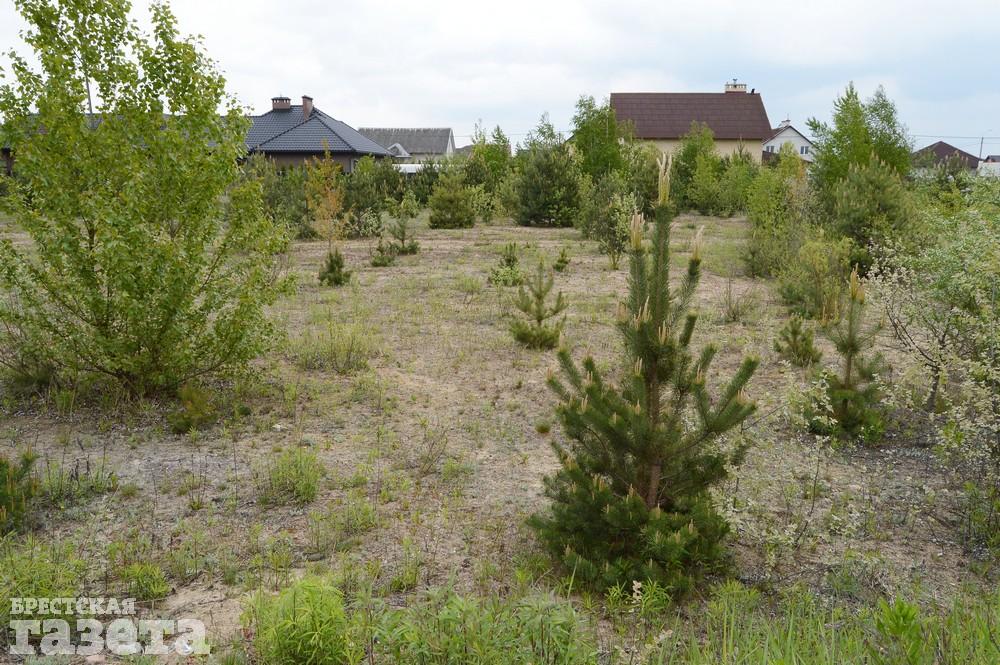 Как сейчас выглядит место в Бресте, где собираются строить «Скандинавское предместье». Фото: