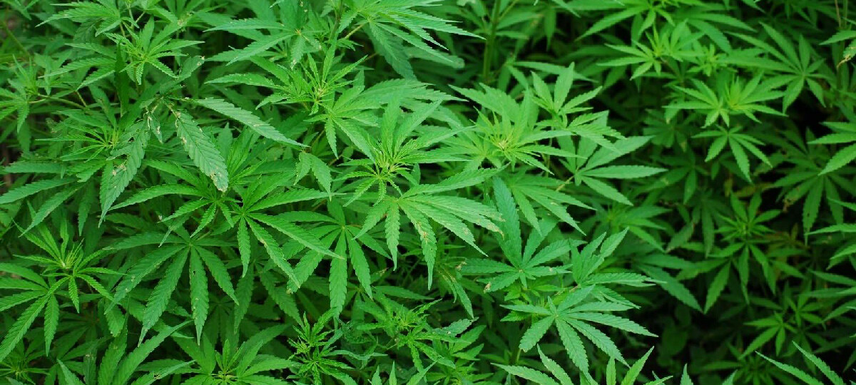 кусты конопли