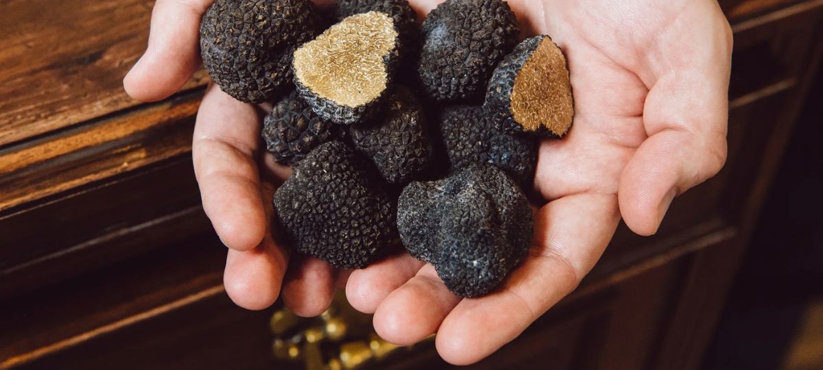 Трюфели, грибы, лес