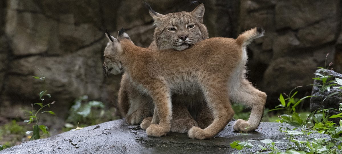 рысь з дзіцёнышам