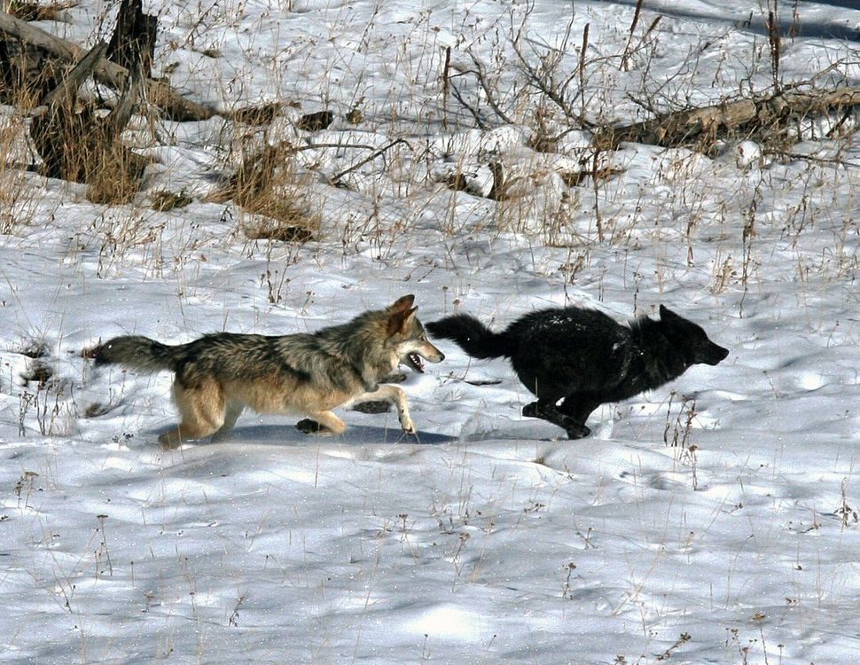 черный и серый волк бегут по снегу