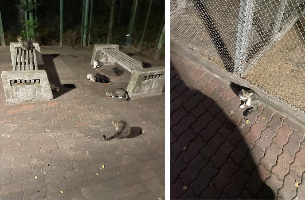 Бездомные коты у санатория «Надзея». Сентябрь 2025 года. 