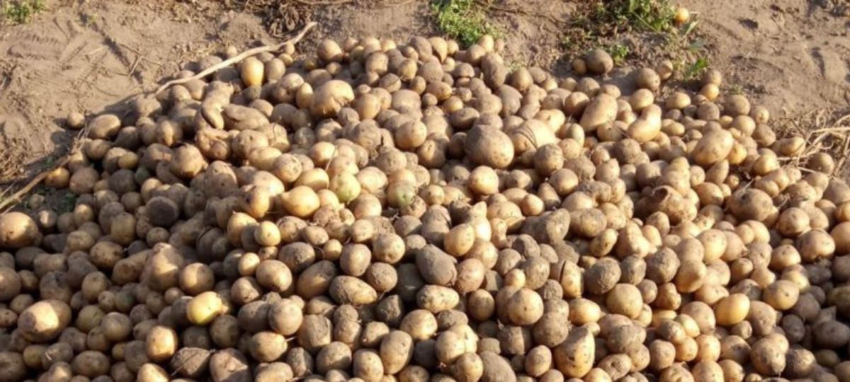 мелкая картошка, Беларусь,