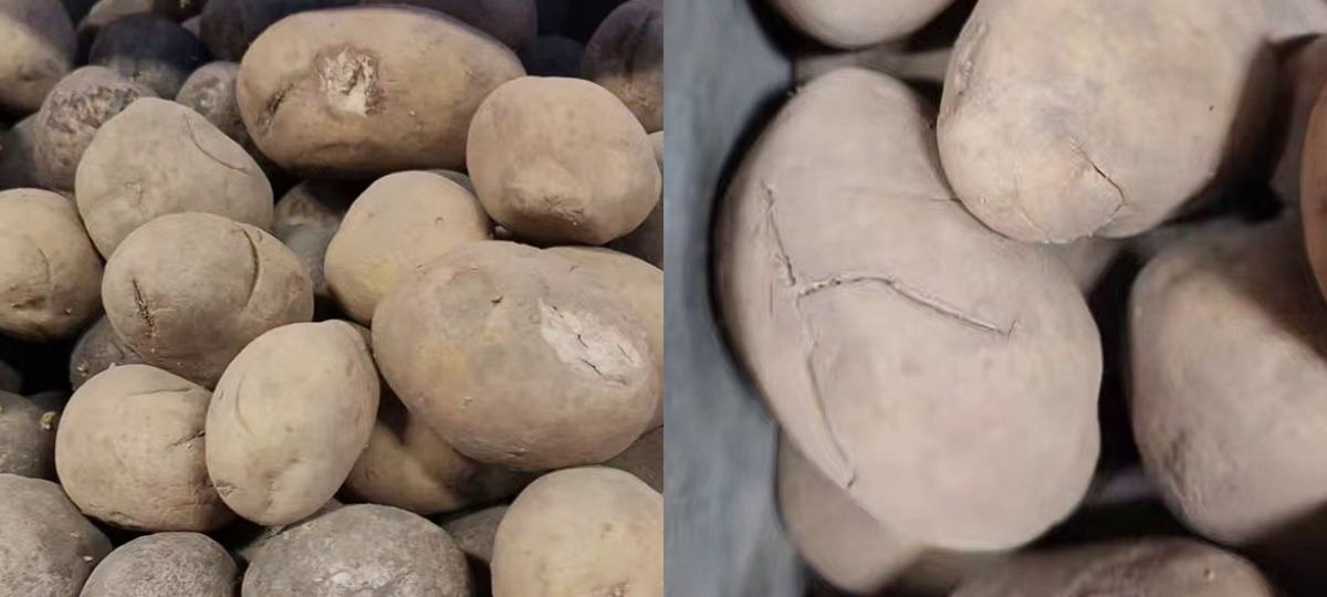 картофель с трещинами на магазинном прилавке