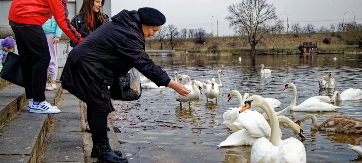 Брест, набережная,лебеди