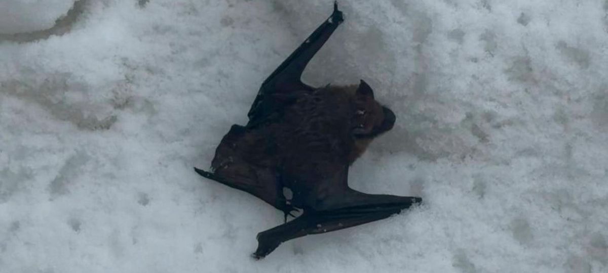 Летучая мышь, найденная жительницей Барановичей.