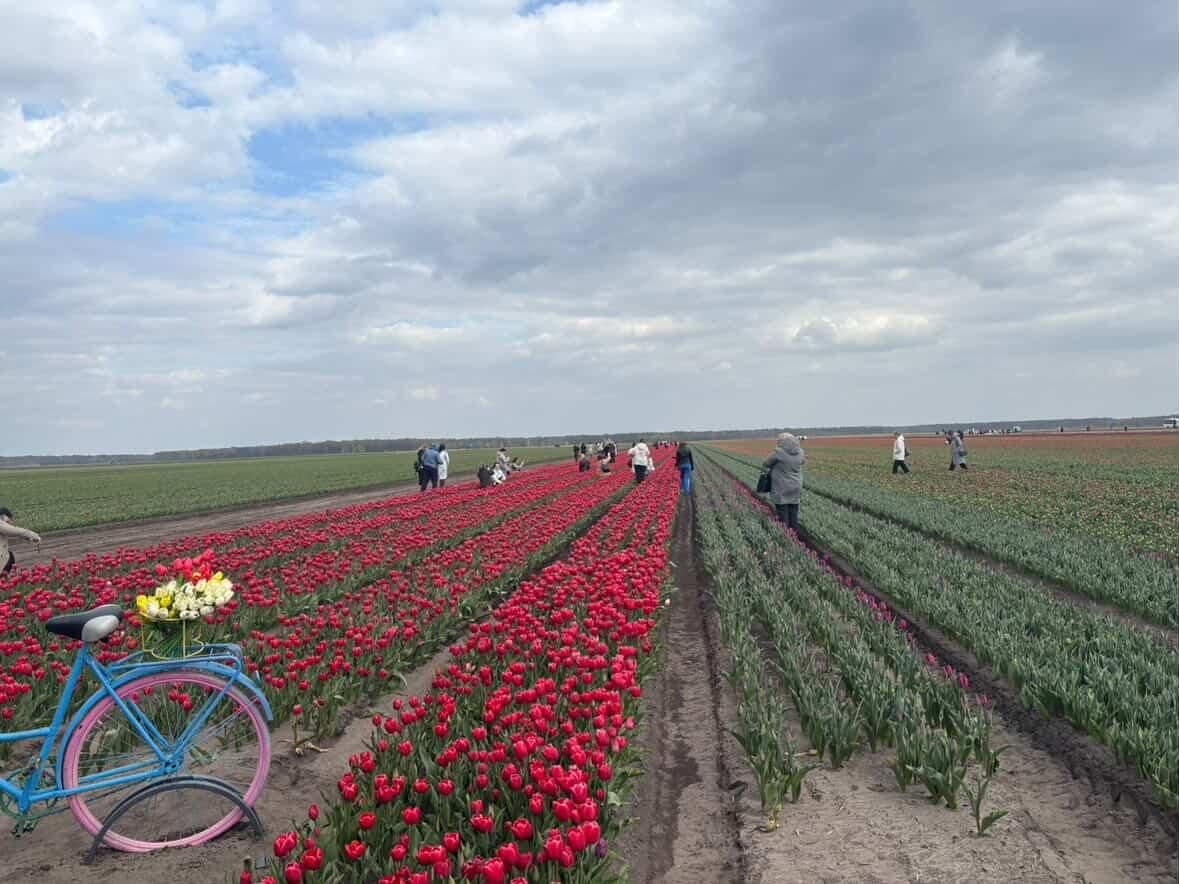 Тюльпановые поля в хозяйстве «Находка Полесья»