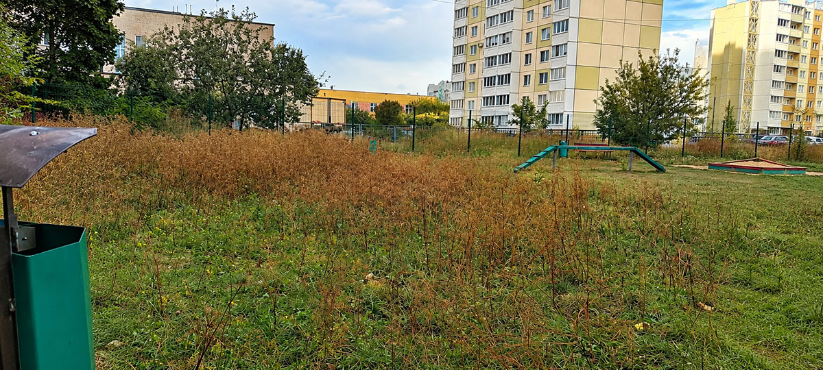 площадка заросшая травой